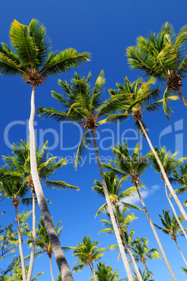 Palms on blue sky