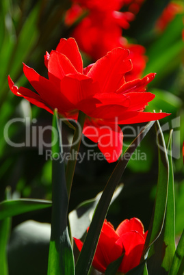 Red tulip close