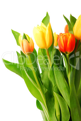 Tulips