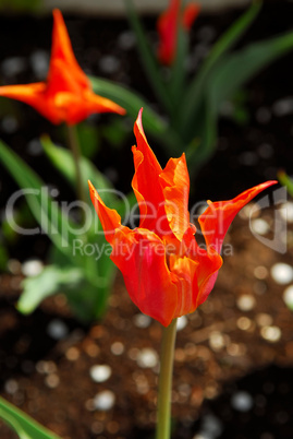 Tulips in a garden