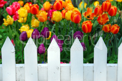 Tulips white fence