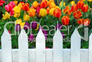Tulips white fence