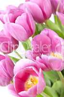 Pink tulips