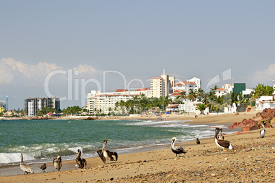 Pelicans on beach in Mexico