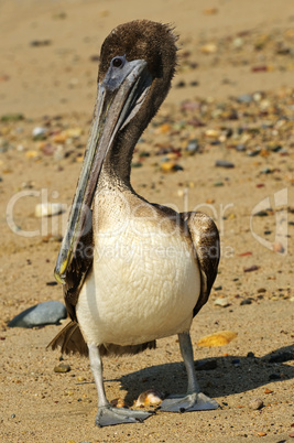 Pelican on beach in Mexico