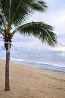 Palm tree on beach in Puerto Vallarta Mexico