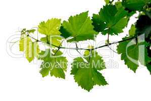 Grape vine