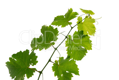 Grape vine