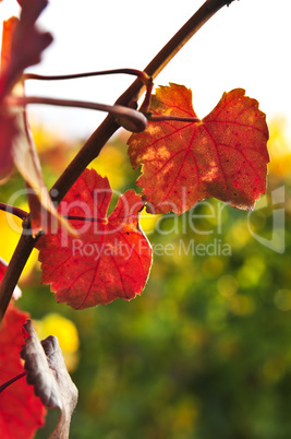 Closeup of vine leaves