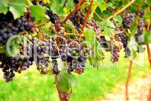 Red grapes