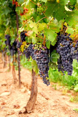 Grape vines