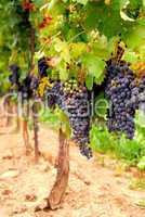 Grape vines