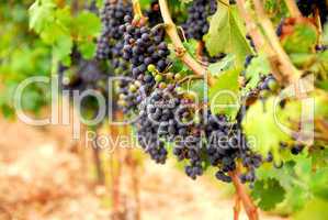 Red grapes