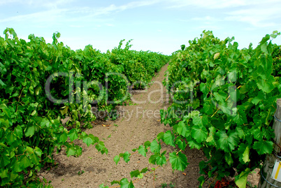 Vineyard