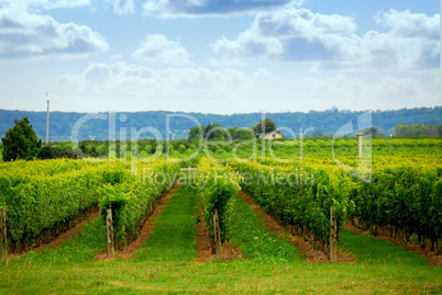 Vineyard