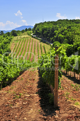 Landscape with vineyard