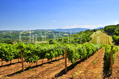 Landscape with vineyard