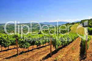 Landscape with vineyard