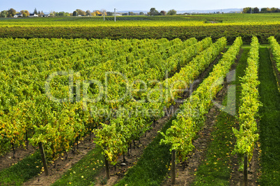 Vineyard