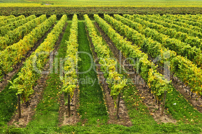 Vineyard