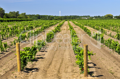 Vineyard