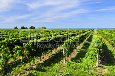 Vineyard