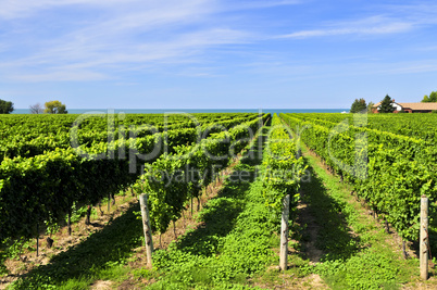 Vineyard