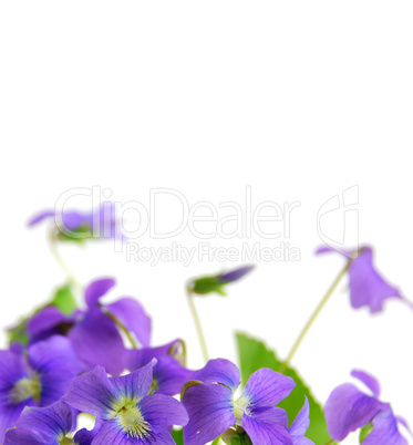 Violets