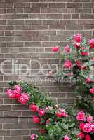 Roses on brick wall