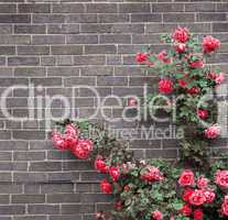 Roses on brick wall