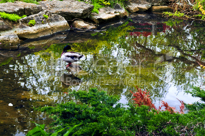 Pond in zen garden