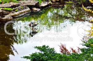 Pond in zen garden