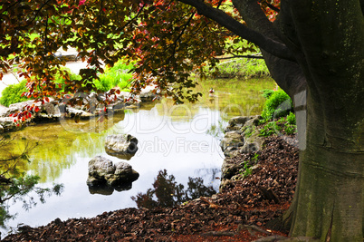 Pond in zen garden