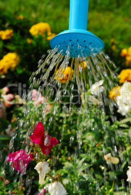 Watering flowers