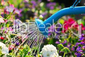 Watering flowers