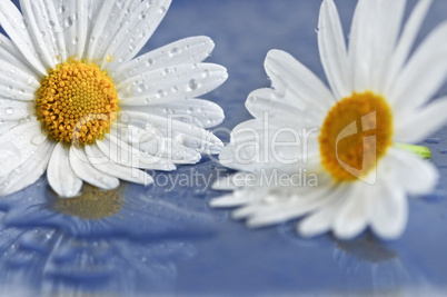 Daisy flowers with water drops