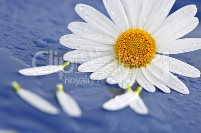 Daisy flowers with water drops