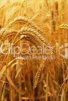 Wheat