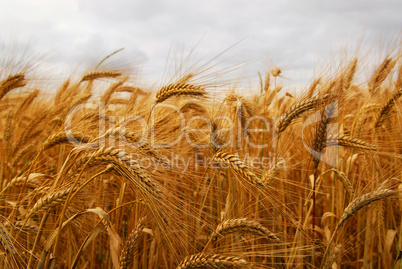 Wheat