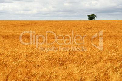 Wheat field