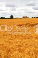 Wheat field