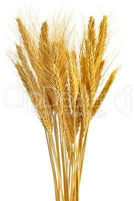 Isolated wheat ears