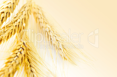 Wheat ears