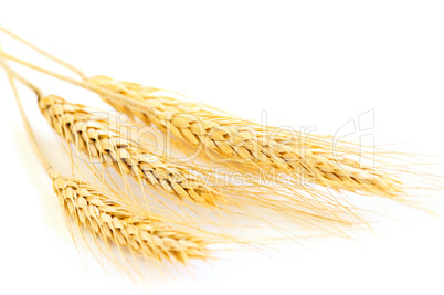 Isolated wheat ears