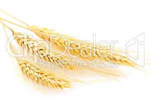 Isolated wheat ears