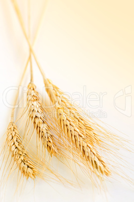 Wheat ears