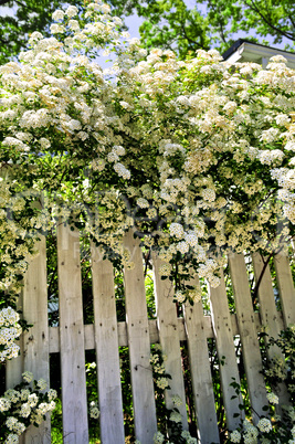 White fence in a garden