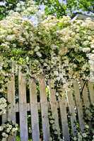 White fence in a garden