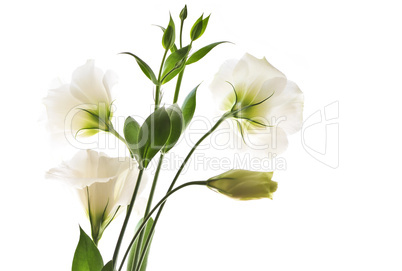 Isolated white flowers