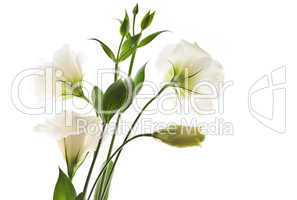 Isolated white flowers